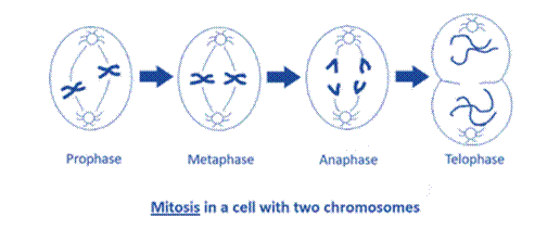 Biology Illinois Edition (Glencoe Science), Chapter 29, Problem 32A 