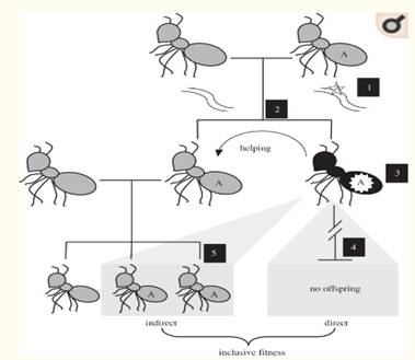 Biology Illinois Edition (Glencoe Science), Chapter 31, Problem 40A 