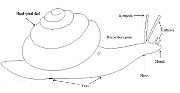 Biology Illinois Edition (Glencoe Science), Chapter 34, Problem 42A , additional homework tip  1