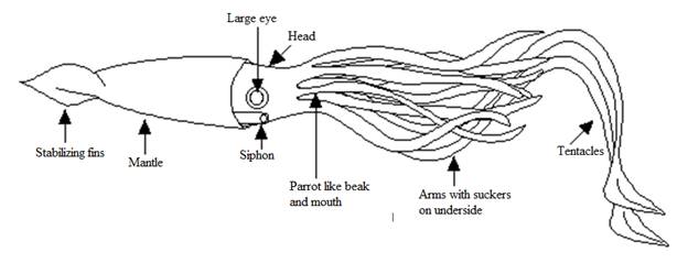 Biology Illinois Edition (Glencoe Science), Chapter 34, Problem 42A , additional homework tip  3