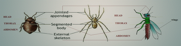 Biology Illinois Edition (Glencoe Science), Chapter 35, Problem 41A 