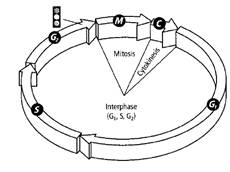 EP BIOLOGY 2012-STUDENTWORKS ONLINE, Chapter 9, Problem 12STP 