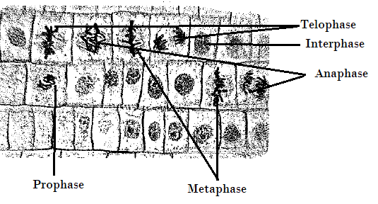 Biology Illinois Edition (Glencoe Science), Chapter 9, Problem 24A 