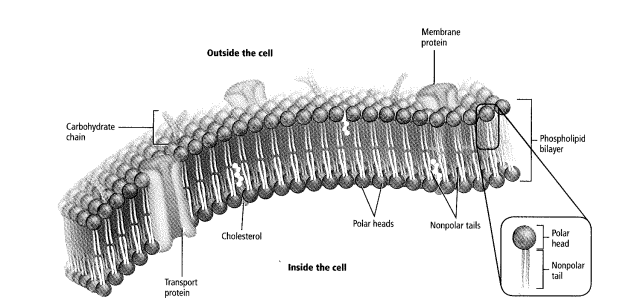 Biology Illinois Edition (Glencoe Science), Chapter 9, Problem 47A 