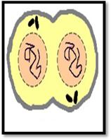 Biology Science Notebook, Chapter 10.1, Problem 6MI , additional homework tip  4