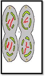 Biology Science Notebook, Chapter 10.1, Problem 6MI , additional homework tip  8