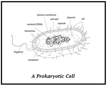 Biology Science Notebook, Chapter 18.1, Problem 5MI 