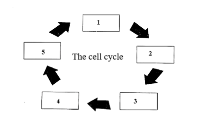 Biology Science Notebook, Chapter 9.1, Problem 6MI 