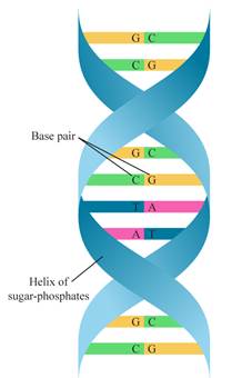 Chemistry 2012 Student Edition (hard Cover) Grade 11, Chapter 24, Problem 105A , additional homework tip  1