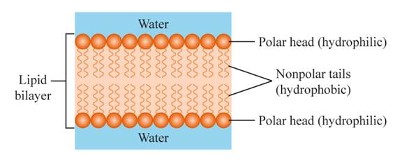 Chemistry 2012 Student Edition (hard Cover) Grade 11, Chapter 24, Problem 61A , additional homework tip  1