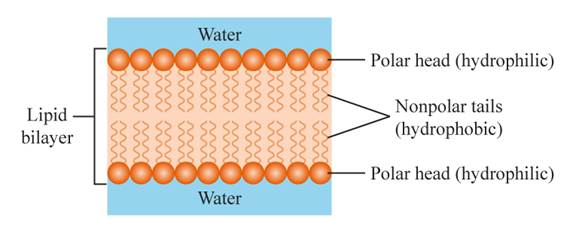 Chemistry 2012 Student Edition (hard Cover) Grade 11, Chapter 24, Problem 61A , additional homework tip  3