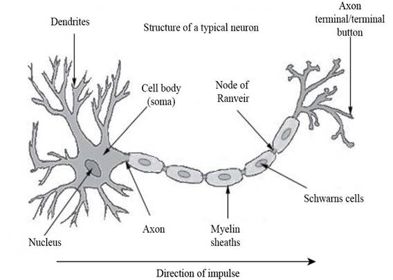 Schematics of a typical neuron. A typical neuron consists of the soma