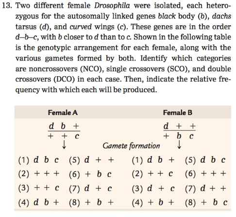Chapter 7, Problem 13PDQ, 
13. Two different female Drosophila were isolated, each heterozygous for the autosomally linked 