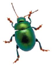 Chapter 33, Problem 52EAP, The wings of some beetles have closely spaced parallel lines of melanin, causing the wing to act as 