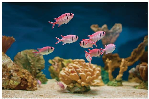 Chapter 6.1, Problem 51E, Tropical Fish The total number of fish will depend on the size of a pond or aquarium. At the Reading 