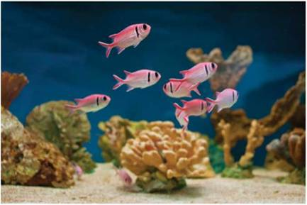 Chapter 6.1, Problem 55E, Tropical Fish The total number of fish will depend on the size of a pond or aquarium. At the Reading 