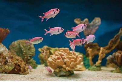 Chapter 6.1, Problem 56E, Tropical Fish The total number of fish will depend on the size of a pond or aquarium. At the Reading 