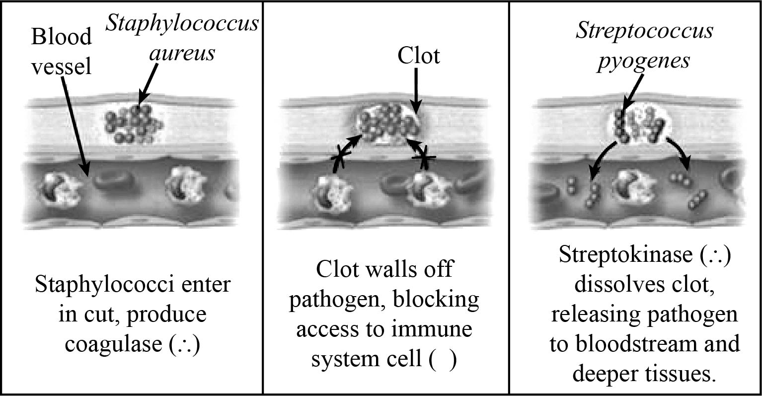 Brock Biology of Microorganisms (15th Edition), Chapter 25, Problem 1AQ 