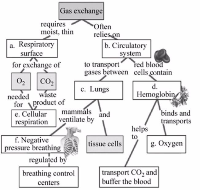 EBK CAMPBELL BIOLOGY:CONCEPTS+CONNECT., Chapter 22, Problem 1CC 