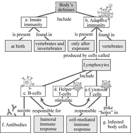 CAMPBEL BIOLOGY:CONCEPTS & CONNECTIONS, Chapter 24, Problem 1CC 