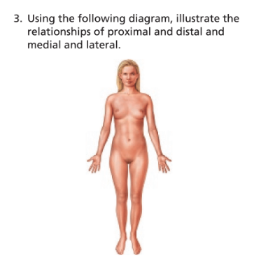 Chapter 1, Problem 3RC, Using the following diagram, illustrate the relationships of proximal and distal and medial and 
