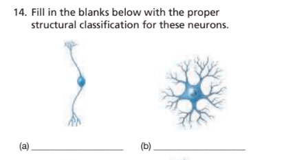 Chapter 13, Problem 14RFT, Fill in the blanks below with the proper structural classification for these neurons. (a) ____ (b) , example  1