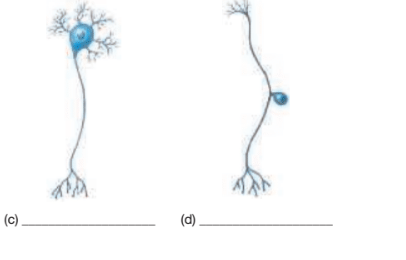 Chapter 13, Problem 16RFT, Fill in the blanks below with the proper structural classification for these neurons. (a) ____ (b) , example  2