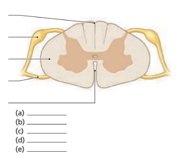 Chapter 14, Problem 11RFT, Label the following structures on the accompanying diagram of a cross section of the spinal cord. 