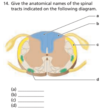 Chapter 15, Problem 14RFT, 14. Give the anatomical names of the spinal tracts indicated on the following diagram.




(a) 