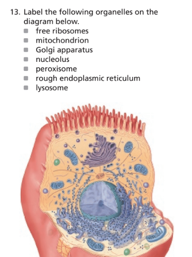 Chapter 2, Problem 13RFT, 13. Label the following organelles on the diagram below.
■ free ribosomes
■ mitochondrion 
■ Golgi 