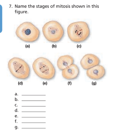 Chapter 2, Problem 7RC, 7. Name the stages of mitosis shown in this figure.




(a) __________
(b) __________
(c) 