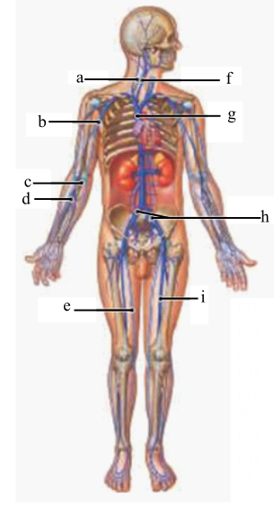 Human Anatomy (8th Edition) - Standalone book, Chapter 22, Problem 12RFT 