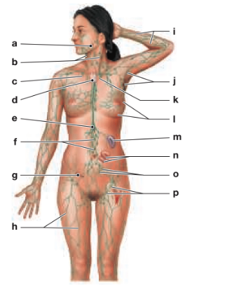 Chapter 23, Problem 11RFT, Identify the structures of the lymphatic system in the following diagram. (a) ____ (b) ____ (c) ____ 