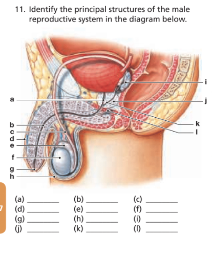 Chapter 27, Problem 11RFT, Identify the principal structures of the male reproductive system in the diagram below. 