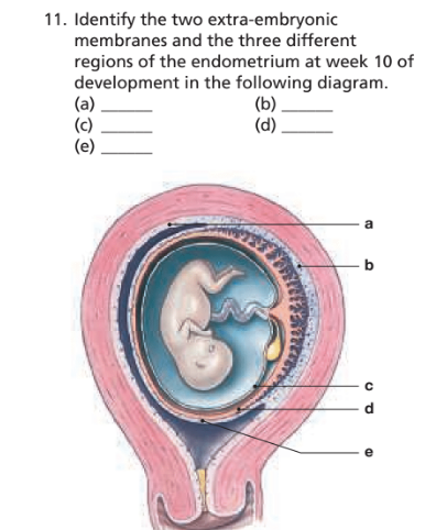 Chapter 28, Problem 11RFT, Identify the two extra-embryonic membranes and the three different regions of the endometrium at 