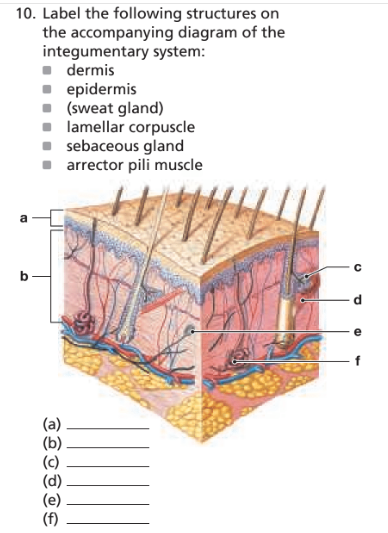 Chapter 4, Problem 10RFT, Label the following structures on the accompanying diagram of the integumentary system: ■ dermis ■ 
