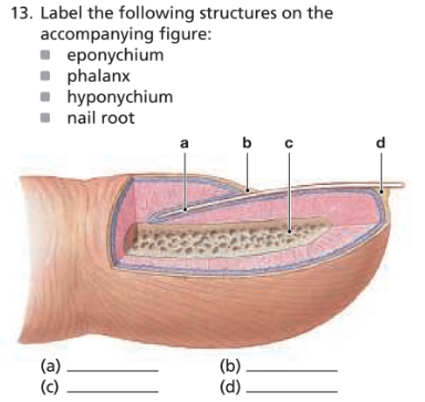 Chapter 4, Problem 13RFT, Label the following structures on the accompanying figure: ■ eponychium ■ phalanx ■ hyponychium ■ 