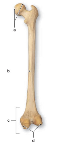 Chapter 5, Problem 1RFT, 1. Label the following structures on the accompanying diagram of a long bone.
■ diaphysis
■ 