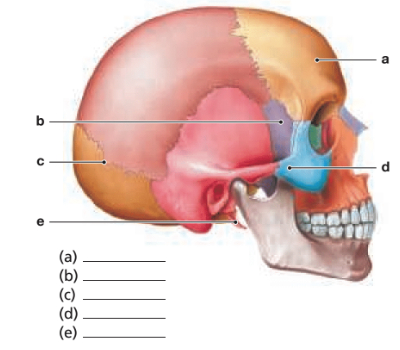 Chapter 6, Problem 13RFT, 13. Label the following structures on the diagram of the skull below.
■ frontal bone
■ temporal 