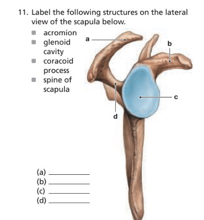 Chapter 7, Problem 11RFT, Label the following structures on the lateral view of the scapula below. (a) ______ (b) ______ (c) 