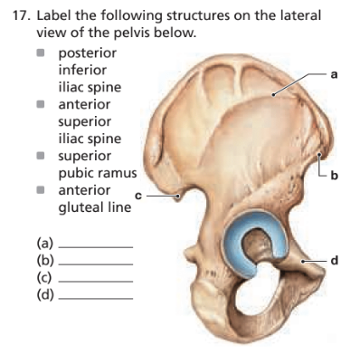 Chapter 7, Problem 17RFT, 17. Label the following structures on the lateral view of the pelvis below.


(a) _____
(b) 