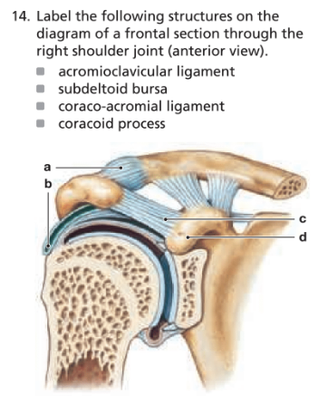 Chapter 8, Problem 14RFT, Label the following structures on the diagram of a frontal section through the right shoulder joint 