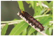Chapter 13, Problem 98AE, SI The accompanying photo shows a pipevine swallowtail caterpillar climbing up a twig. As the 
