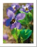 Chapter 12, Problem 26CI, lonone is a compound that gives violets their aroma. The small, edible, purple flowers of violets , example  1