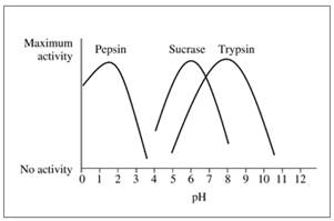 Chapter 16.5, Problem 16.45PP, The following graph shows the activity versus pH curves for pepsin, sucrose, and trypsin. Estimate 