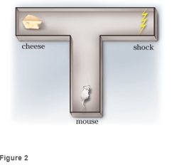 Chapter 6.2, Problem 1CYU, Solutions can be found following the section exercises. T-Maze A mouse is put into a T-maze (a maze 