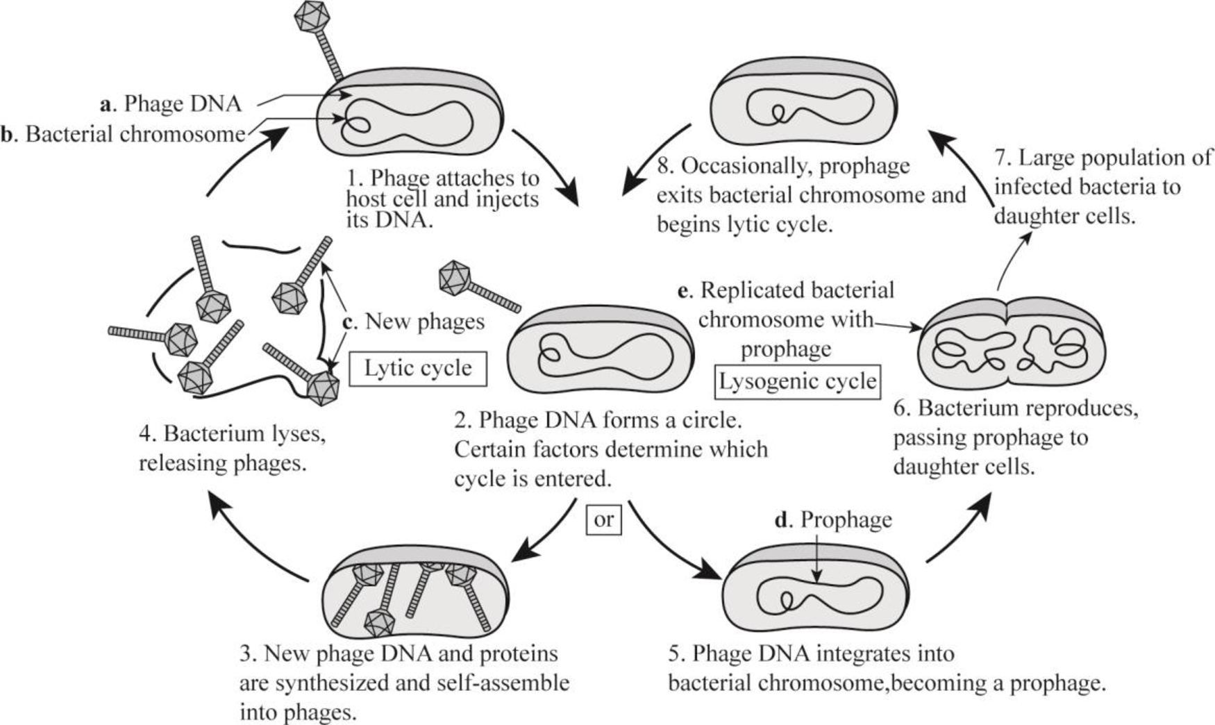 lysogenic cycle steps