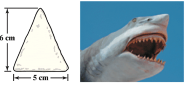 Chapter 1.1, Problem 27ES, Zoology. A great white shark has triangular teeth. Each tooth measures about 5 cm across the base 