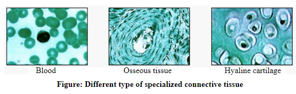 Pearson eText Human Anatomy & Physiology -- Instant Access (Pearson+), Chapter 4, Problem 1CYR , additional homework tip  1