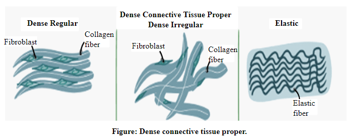 Human Anatomy & Physiology (2nd Edition), Chapter 4, Problem 1CYR , additional homework tip  2